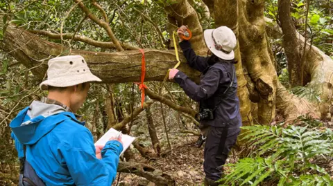 Dan Crowley Two members of the tree protection team measure a tree with tape measures and take notes