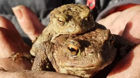 Henley's toad patrol are celebrating 25 years of keeping the amphibians away from danger.