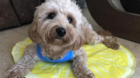 Dawn Littler The dog has white and brown fur, green eyes and hair over its snout which looks like a moustache it is on a yellow mat.