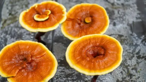 Getty Images Four reishi mushrooms. They are large, flat and circular. Predominantly brown in colour, they also have a yellow ring around the outside. 