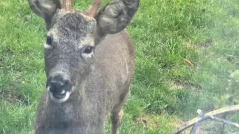 A light brown roe deer, with two antlers, pictured from behind a glass window standing on a grass lawn.