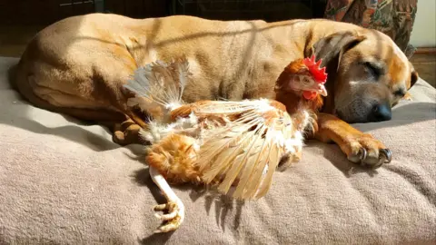 British Hen Welfare Trust A brown dog sleeping on a dog bed next to a brown chicken.