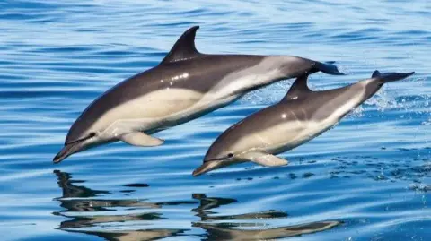 Two grey and white dolphins diving into a blue sea with their reflection on the water