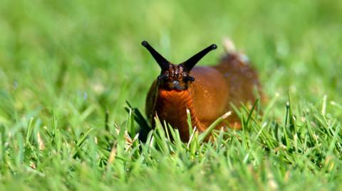 A brownish-orange slug in grass