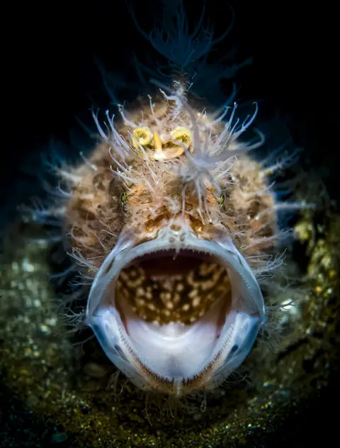 Jack Ho/UPY2026 A hairy frogfish in the waters of Lembeh Strait, Indonesia. The fish has its mouth wide open.