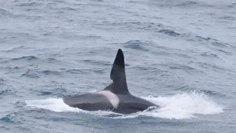 Orca An orca surfacing from the water. His fin has a chunk missing from it.
