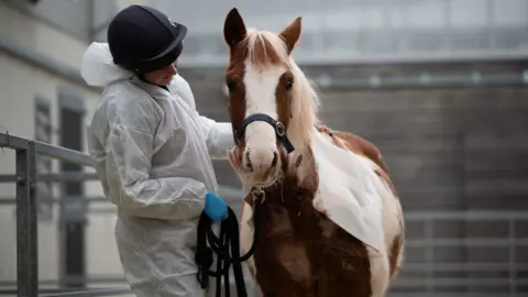 The Mare and Foal Sanctuary Dakota is staring at the camera. He has a white bandage on the left side of his body. He is brown with a white stripe down his nose. A sanctuary worker, dressed in white protective clothing is has placed on arm on Dakota. The worker is wearing a black riding hat and blue gloves. 