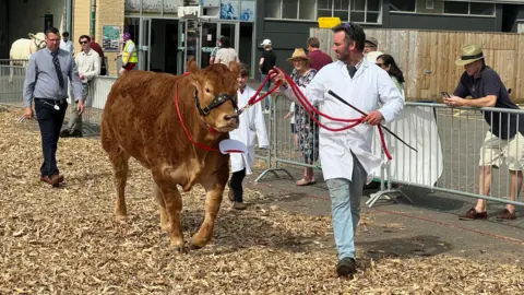 A man in a white coat is leading a cow along a track with people watching.