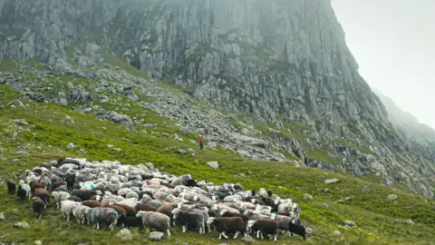 BBC/Windfall Films In BBC Four's The Great Mountain Sheep Gather we see a shepherd reflecting on life while caring for his flock