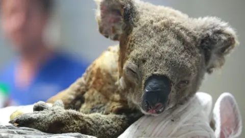 All the reasons to save the koalas : Green + Simple
