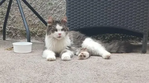 Andy Johnson Stan is a long-haired cat resting comfortably on a quiet patio, stretched out on the ground beside outdoor furniture. The setting, with its textured wall and neatly arranged table and chair, creates a calm and homely atmosphere, highlighting the cat’s relaxed and unbothered presence in an everyday domestic outdoor space.