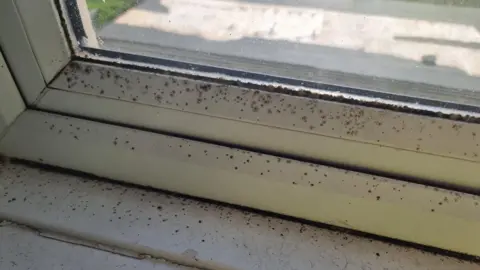 Ross Ferguson Mould spots on a white window