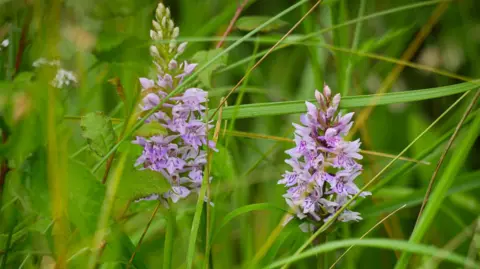Wildlife Trust BCN Two spikes of pale pink-purple wild orchids growing among dense green vegetation. The orchids stand upright on slender stems.