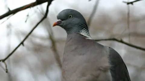 A closeup of a wood pigeon among trees.