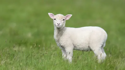 Getty Images Generic lamb in a field