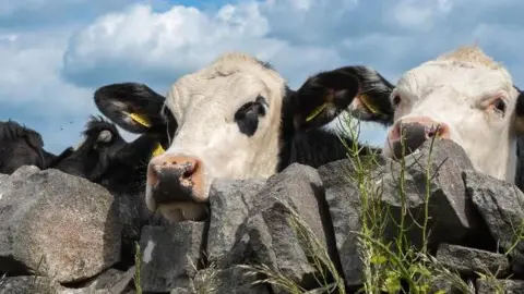 BBC Weather Watchers/Videoman A pair of cows with black and white markings look over a stone wall at the camera.