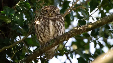 Liam Edwards A brown and white owl is looking towards the camera. It has yellow eyes, and is standing on a branch or a tree. There are lots of leaves and twigs surrounding it.