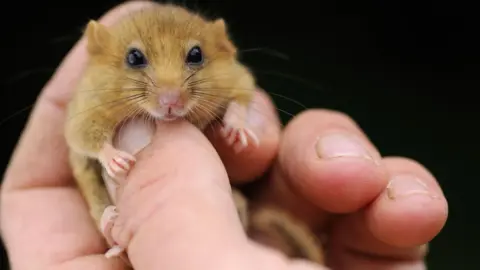 A hazel dormouse held by a human hand