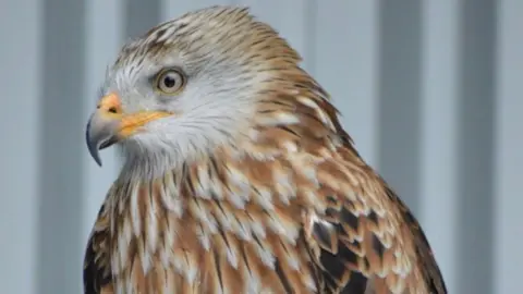 North Somerset Bird of Prey Centre Hawk