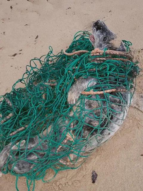 BDMLR Seal pup in net