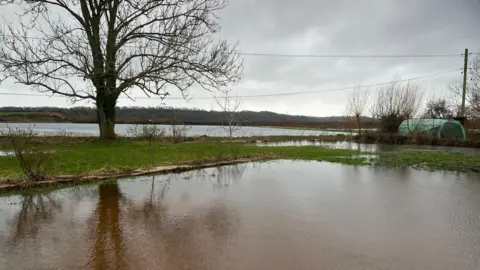 The countryside is flooded. A tree is standing tall, surrounded by grass.