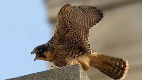 A Derby falcon screeching on stonework