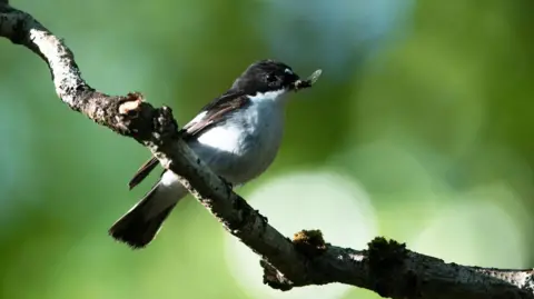 RSBP Cymru A black and white bird is perched of a tree branch.