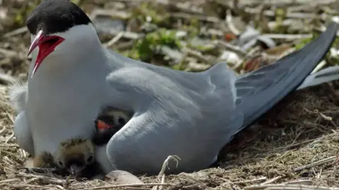 PA/National Trust A close-up shot of a tern with its striking red beak open. It is sitting in a brown straw nest snuggling with two fluffy brown and white chicks whose heads are visible below its white, folded wing. The adult tern's head is half black and the rest of it is snow-like white. 