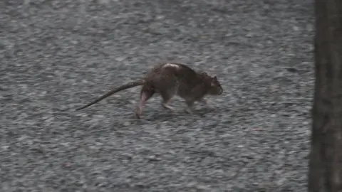 Getty Images A rat runs along the ground of High Line Park on 22 September 2018 in New York City