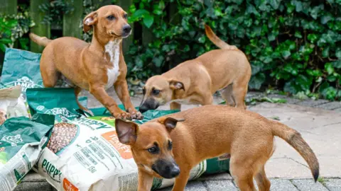 Waggy Tails Three small brown dogs playing on sacks full of dog food