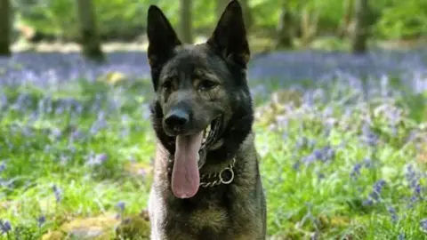 Leicestershire Police Jura, a German Shepherd dog, with his tongue out stood in a meadow with purple flowers.