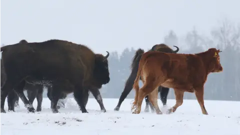 Rafal Kowalczyk Cow among wild bison, Poland, January 2018