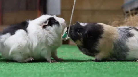 Two guinea pigs eating a lettuce leaf on a string.