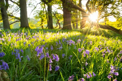 Getty Images Bluebells