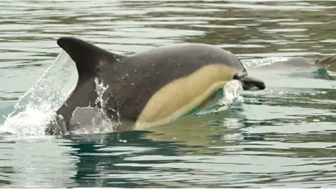 Rupert Kirkwood/The Lone Kayaker Dolphin