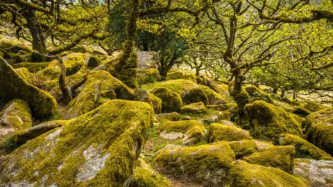 Getty Images Wistman's Wood