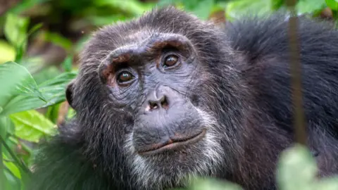 A close up image of a chimpanzee sitting amongst green leaves and bushes.