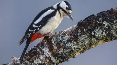 Getty Images A woodpecker