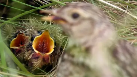 Getty Images Skylarks