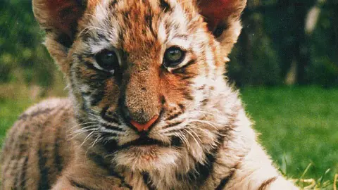 Shepreth Wildlife Park Amba as a cub