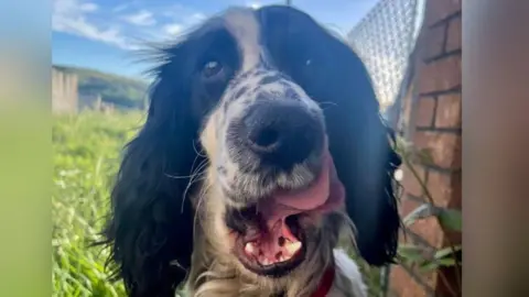 Emma Frowen close up of cocker spaniel Poppy