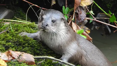 Steve Gardener Otter
