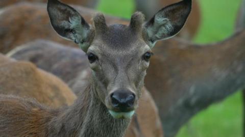close up shot of a deer