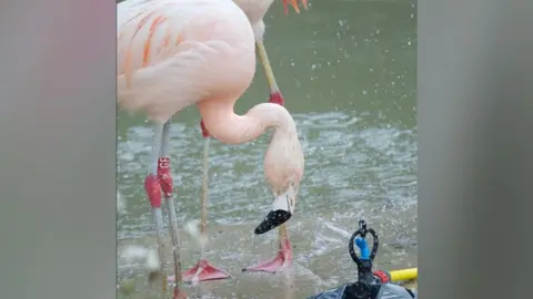 Banham Zoo Flamingo next to a water sprinkler