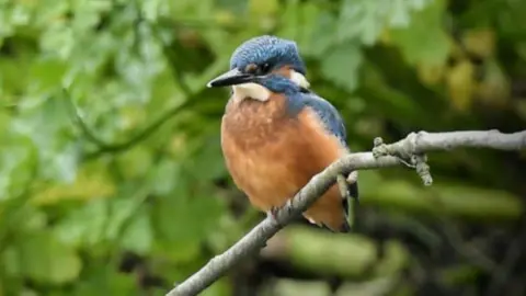 PAUL MURDOCH A kingfisher which has bright blue and orange feathers sits on a thin branch.