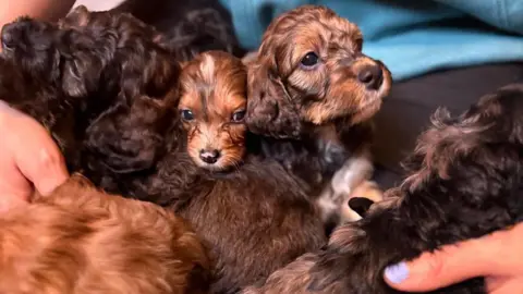 Brianne Hamilton A litter of Irish Doodle puppies.