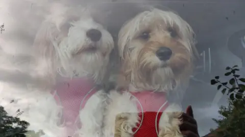 Two dogs can be seen behind a car window. They are both looking out and are wearing red harnesses. You can see a reflection of someone holding a phone to take the picture in the window