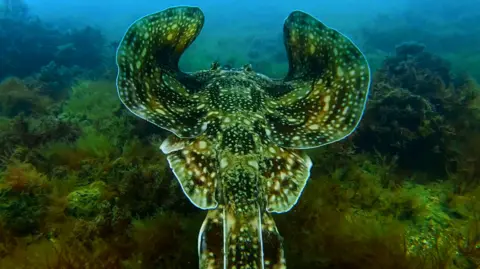 A large brown and green spotted ray swims away from the camera. The ray has its wings up and is swimming over the seabed which is covered in green kelp and seaweed.