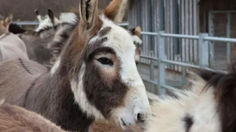 Donkey pictured surrounded by other donkeys. It has a brown body with a nose and brown face. 