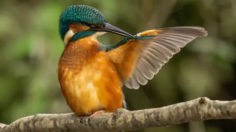 Peter Wilkinson A kingfisher bird perched on a branch. It has orange feathers on its chest, and green on its head. It's wing is outstretched to the right.